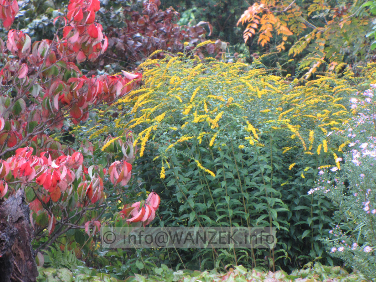Solidago rugosa Fireworks 08 unscharf.JPG
